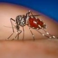 Dengue Fever In Pakistan 2012