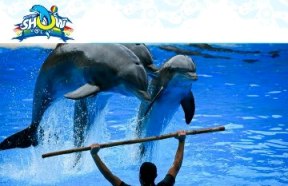 dolphin show karachi