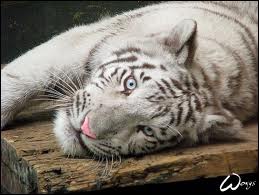 baby tiger died in safari park lahore