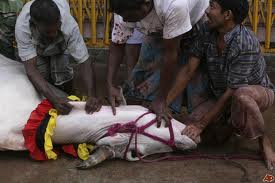 avoid sacrificing cow in India