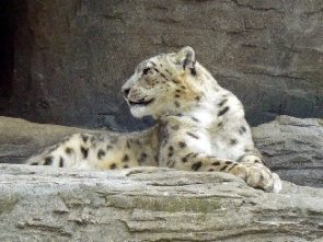 leopard killed in abbottabad