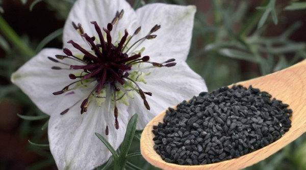 black-seed-nigella-sativa