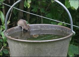 mouse sweet water