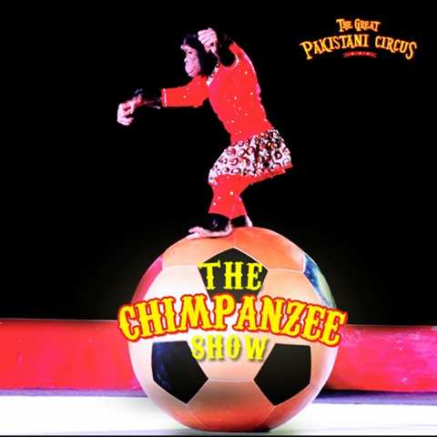 chimpanzee performance