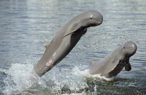 irrawaddy-river-dolphins