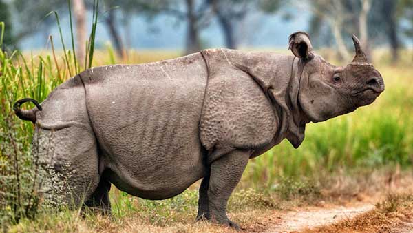 javan-rhinoceros
